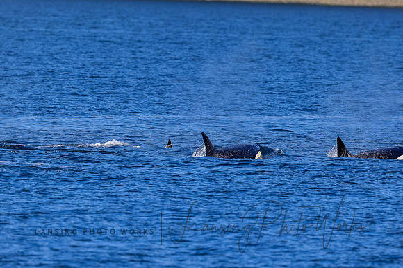Whales -141