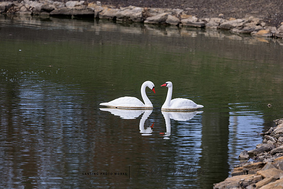 Swans-4