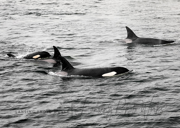 Whales -130
