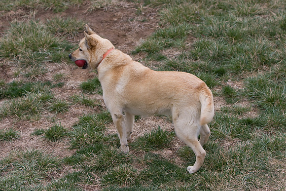 dog2-2
