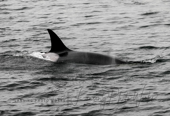 Whales -123