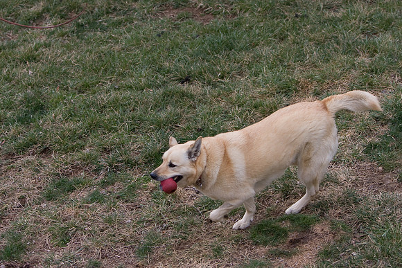 dog2-9