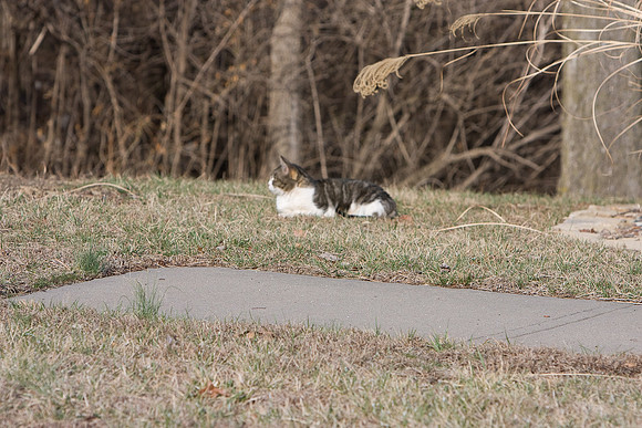 cat-8