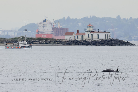 Whales -5