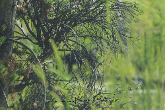 Yellow-263