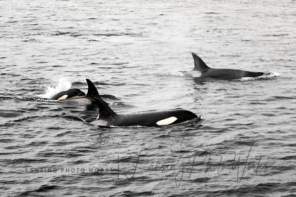 Whales -128