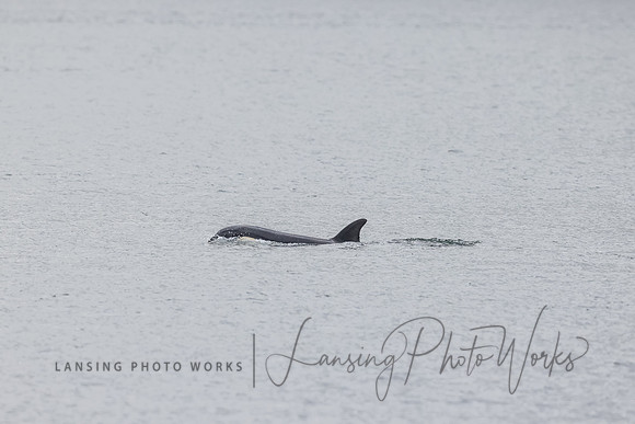 Whales -35