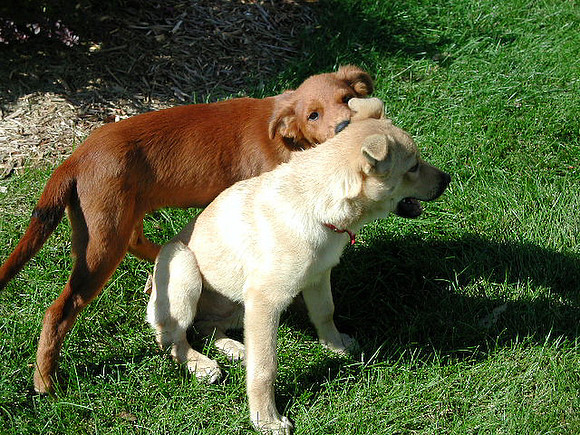 dogs-60