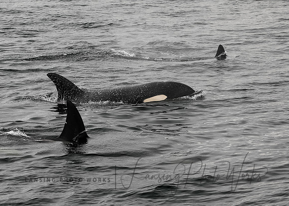 Whales -134