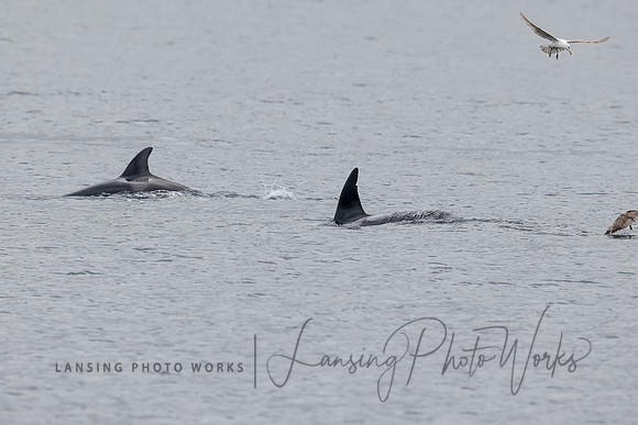 Whales -31
