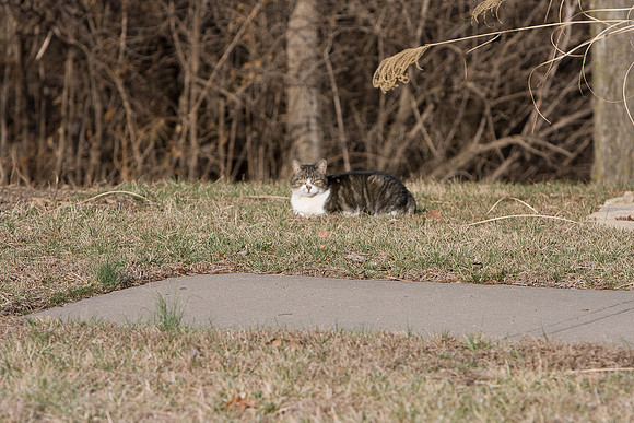 cat-4