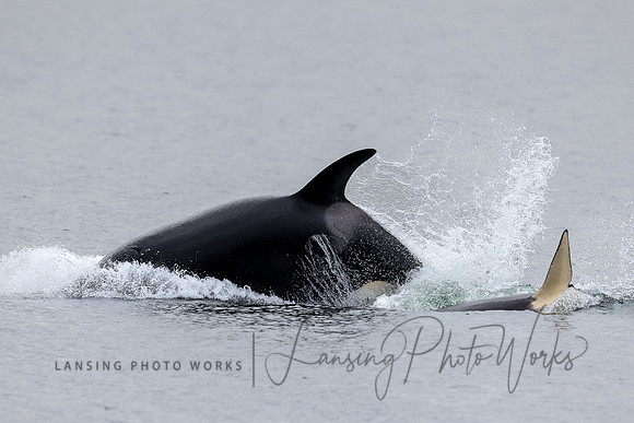 Whales -19