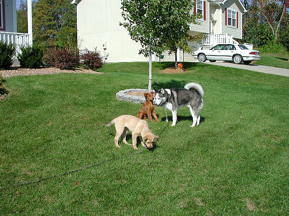 dogs-40