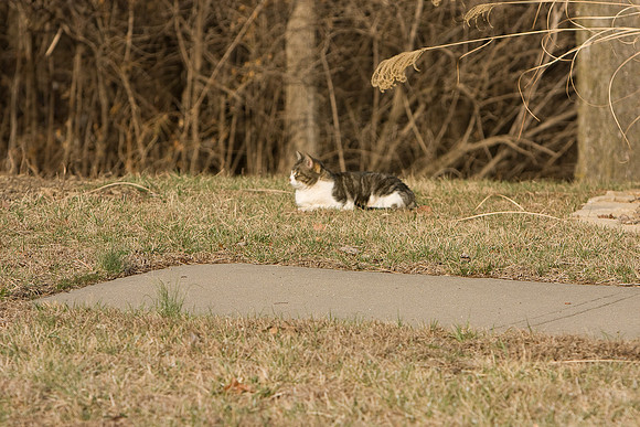 cat-9