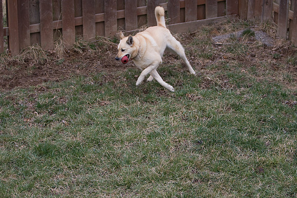 dog2-5