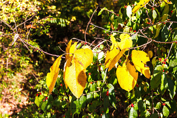 Angel Falls Trail-38