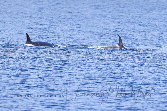 Whales -136