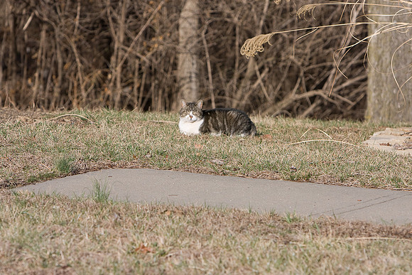 cat-6