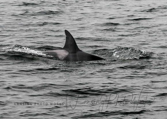 Whales -121