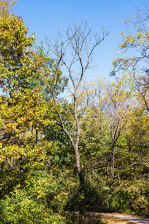 Angel Falls Trail-35