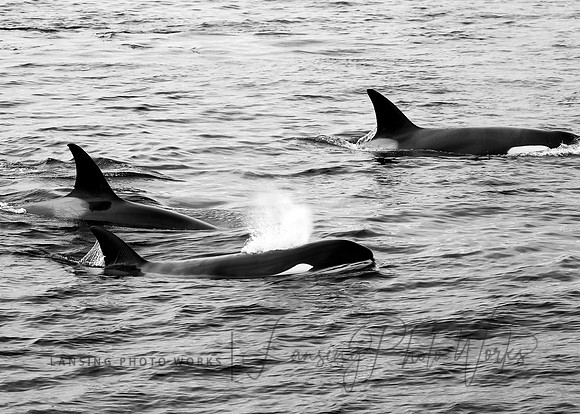 Whales -126