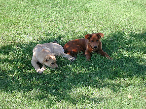 dogs-52