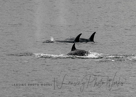 Whales -108