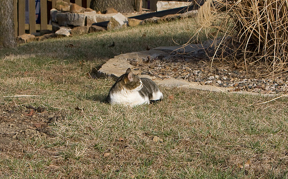 cat-20