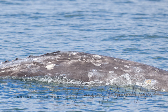 Whales -88