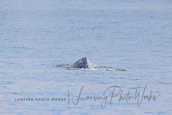 Whales -93