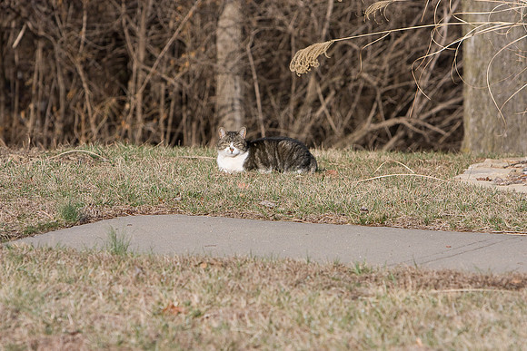 cat-3