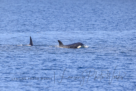 Whales -140