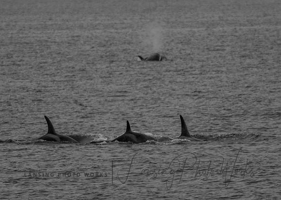 Whales -135