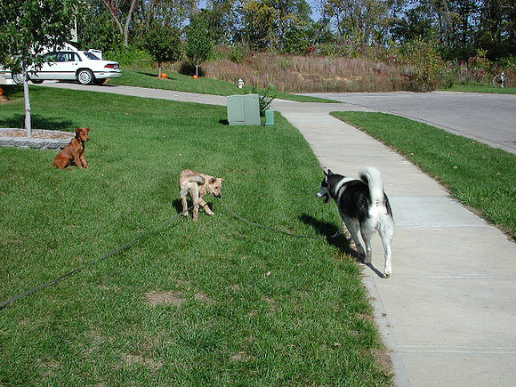 dogs-36
