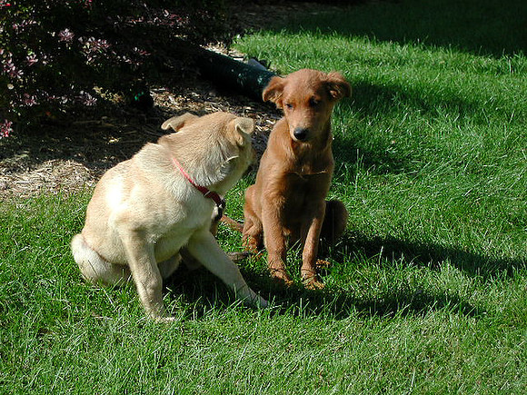 dogs-10