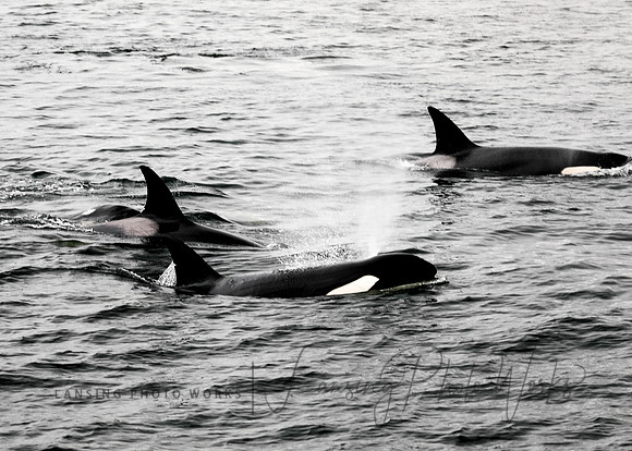 Whales -127