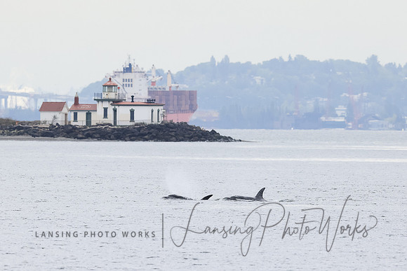 Whales -2