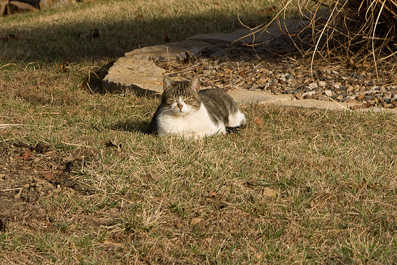 cat-13