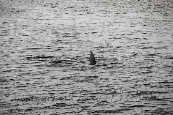 Whales -122