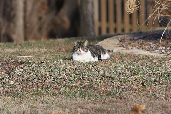 cat-11