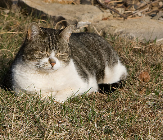 cat-21