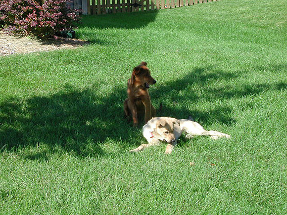 dogs-14