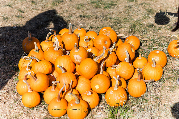 Fall Festival 2024-67