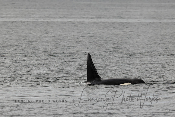 Whales -6